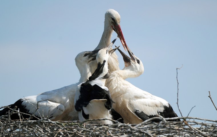 Image: TOPSHOTS

A stork feeds its young on July