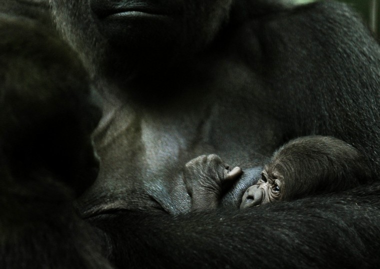 Image: Baby gorilla