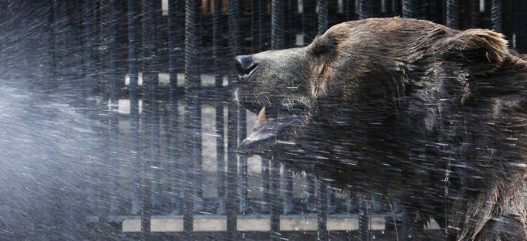 Image: Buyan, a male Siberian brown bear, cools down under a stream of water sprayed by an employee in its enclosure on a hot summer day at the Royev Ruchey zoo in Krasnoyarsk