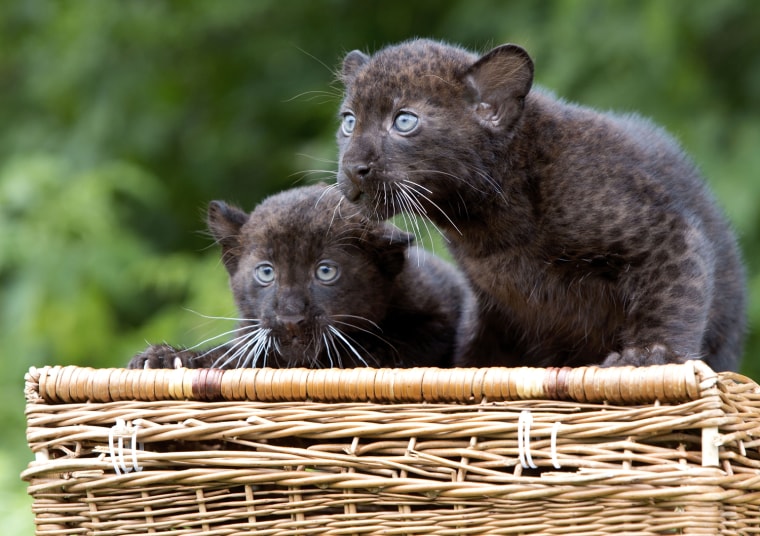 Image: Two young Black Panther twins named Rema