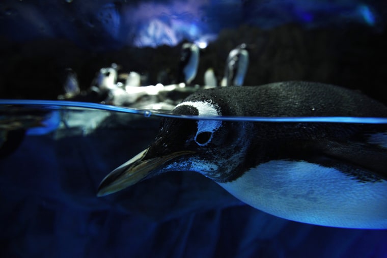 Image: Penguin swims inside Ocean Park's new Polar Adventure in Hong Kong