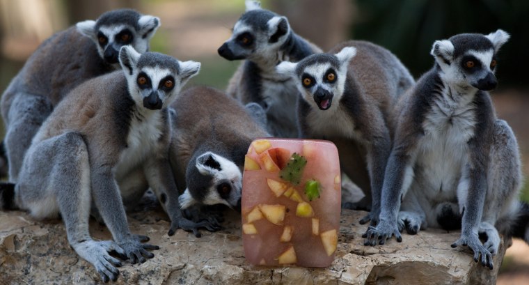 Image: Zoo Feeds Animals Fruit In Ice To Combat Heat