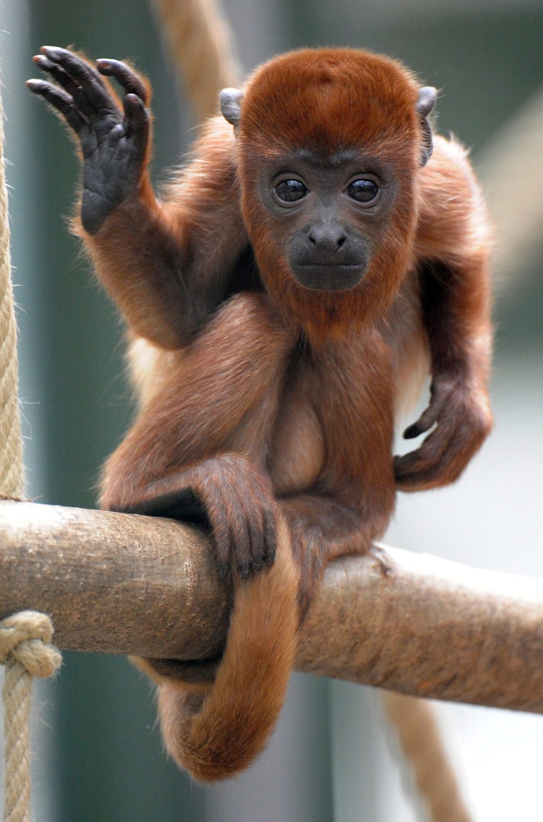 Image: Howler Monkey Offspring in Cologne