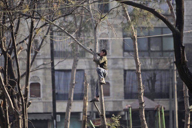 Image: A boy climbs a tree at a public park as he cuts branches to be used for heating in Aleppo