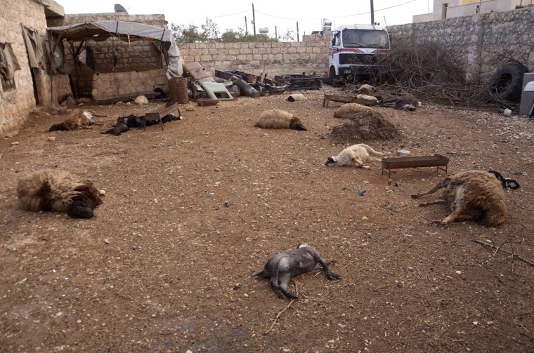 Image: Animal carcasses lie on the ground, killed by what residents said was a chemical weapon attack on Tuesday, in Khan al-Assal area near Aleppo