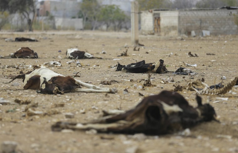 Image: Carcasses of dead cows lie on the ground due to shortage of cattle feed in the Duma neighbourhood of Damascus