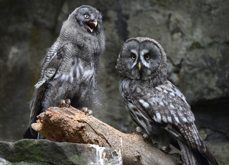 Image: A young great grey owl (L) and its fathe