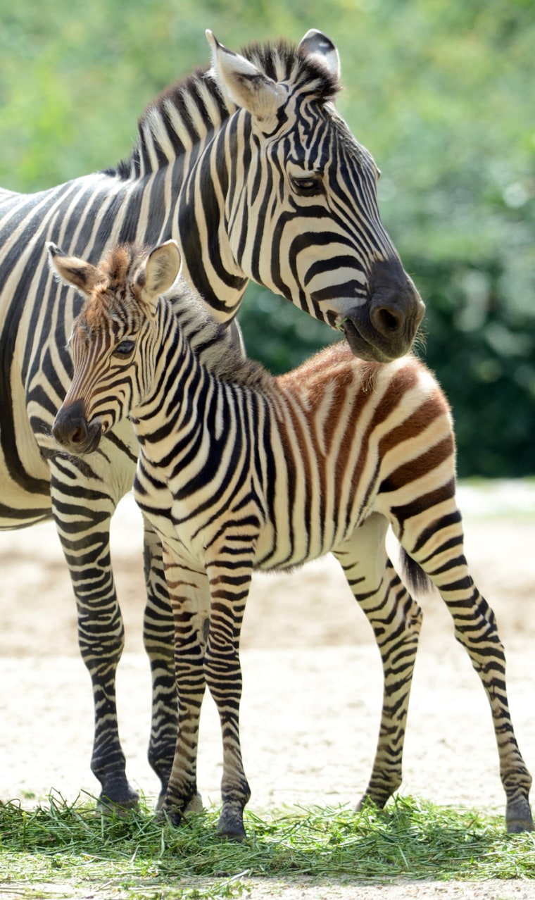 Image: A young zebra stands next to its mother