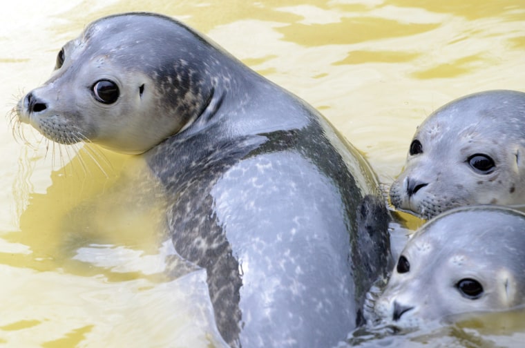 Image: Young seals look up at the seal nursery