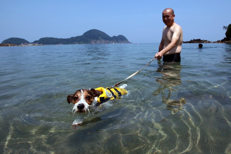Image: Exclusive Dog Beach Attracts Dog Lovers