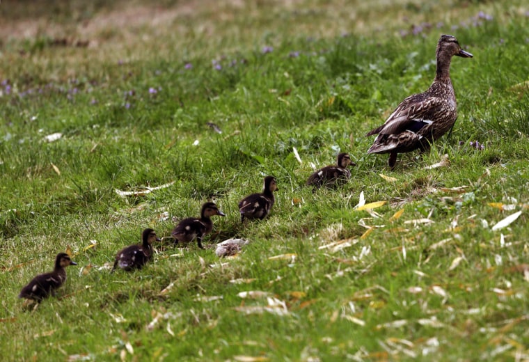 Image: A duck walks out of a pound followed by five ducklings at the 18th Evian Masters golf tournament in Evian