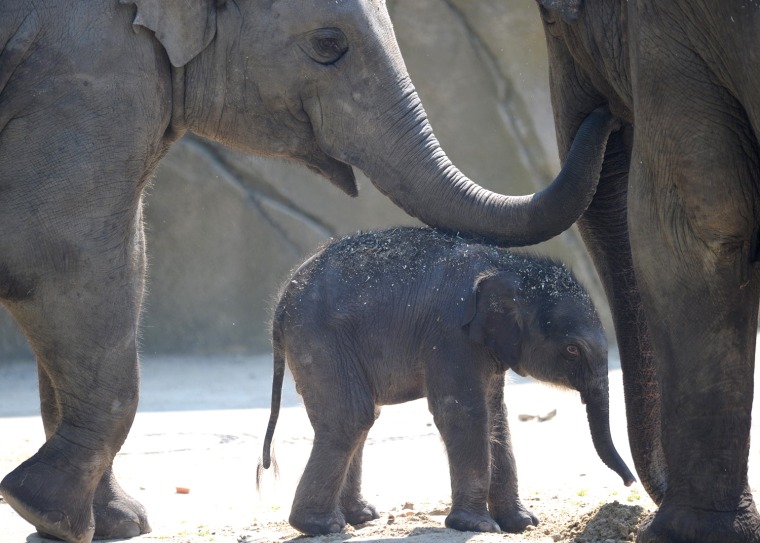 Image: Female elephant baby 'Bindi' explores her herd's enclosure at the zoo in Cologne
