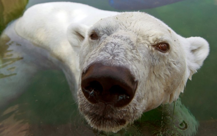 Image: A polar bear swims in the water at the B