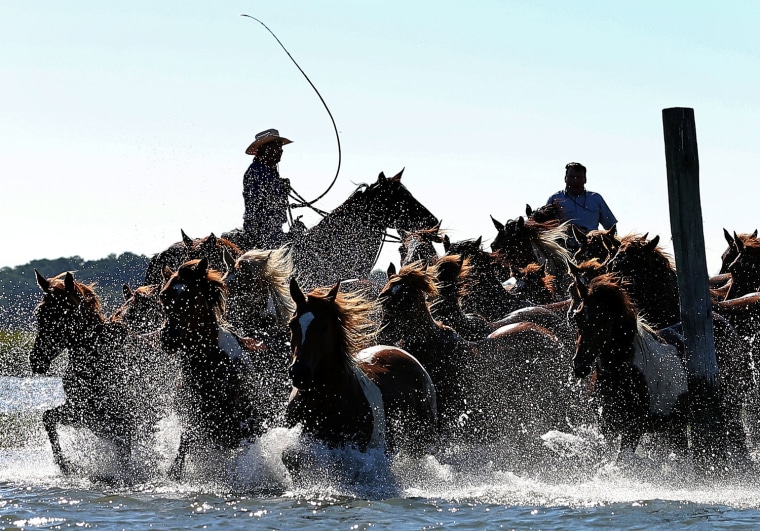 Image: *** BESTPIX *** Wild Ponies Of Assateague Make Annual Swim To Chincoteague Island