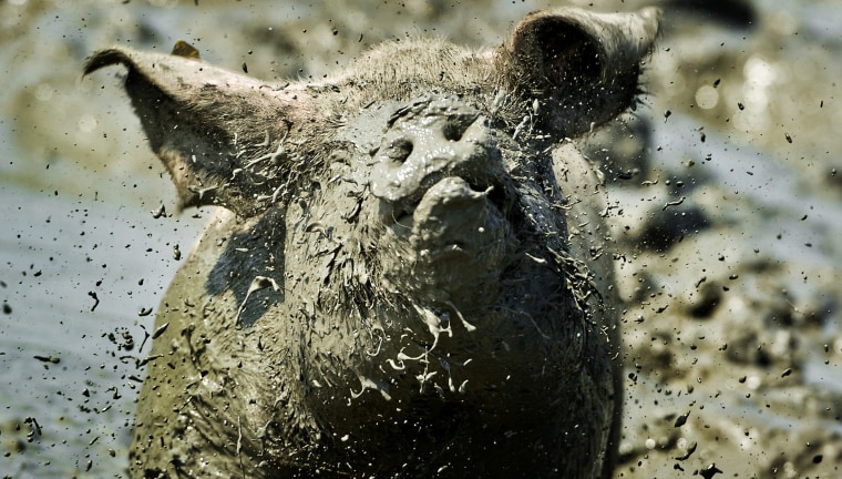 Image: A pig lying in the mud of the 'best mud