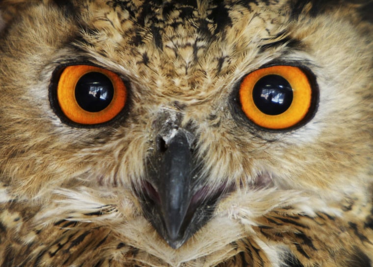Image: An owl is seen at Jordan's zoo near Amman