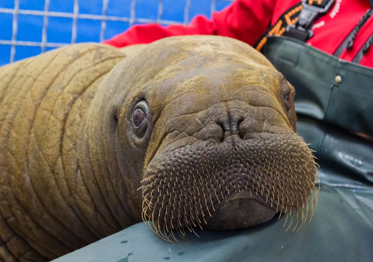 The Alaska SeaLife Center is rehabilitating a male Pacific walrus calf that stranded near Barrow this past Saturday, July 21, 2012. The calf, estimated at four to six weeks old, was found by local fishermen who spotted the calf in North Salt Lagoon. On July 17, a large group of walrus were sighted passing Barrow on floatingice and the calf is presumed to have been separated from this group. Photo was made available on July 30.