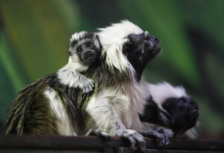 Image: A month-old cotton-top tamarin is seen with its parents at their enclosure in the Biblical Zoo in Jerusalem