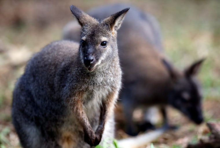 Image: Night Safari opens new Wallaby Trail