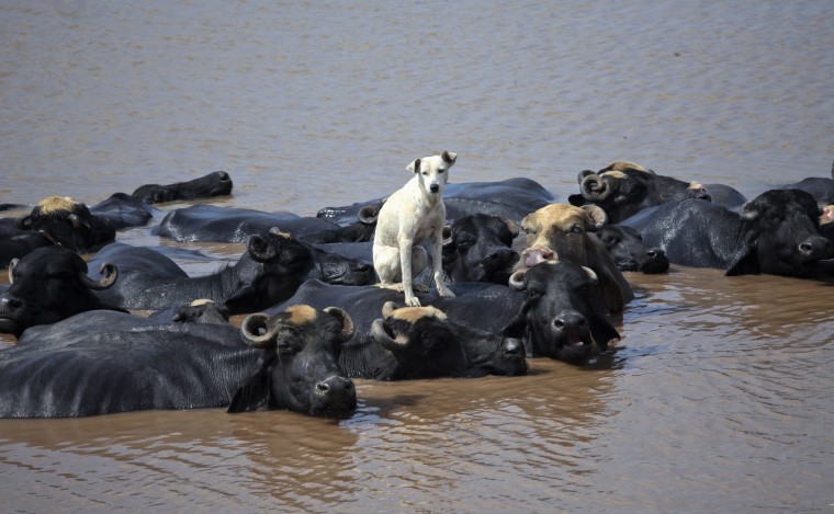Image: Dog sits on buffalo who is cooling off in Ravi River in Lahore
