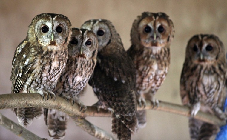 Image: Rescued Baby Tawny Owls Prepare To Be Released