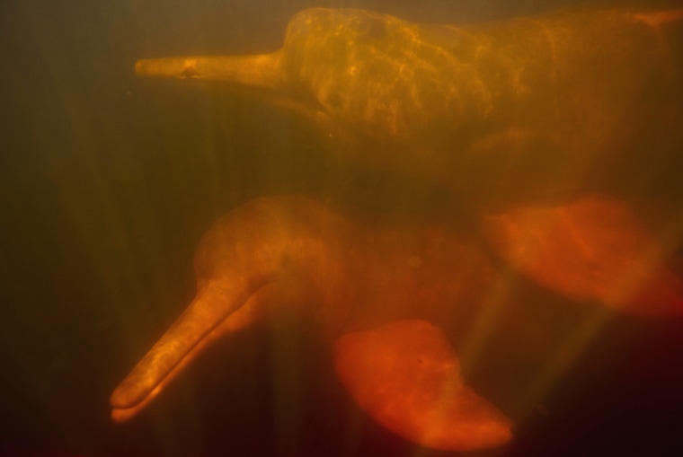 Image: Two river dolphins, part of \"Bototherapy\" practice, are seen at Arau River in Amazon
