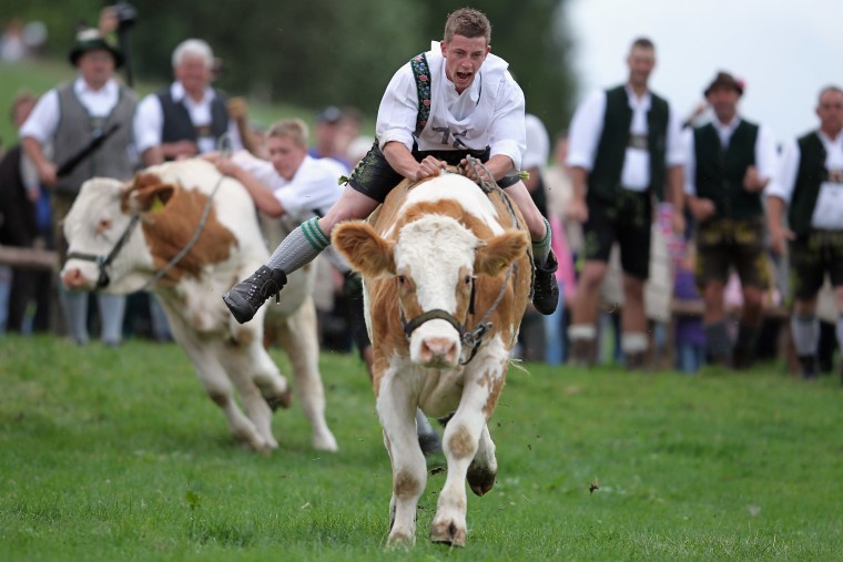 Image: 5th Bavarian Ox-Racing Championships At Muensing