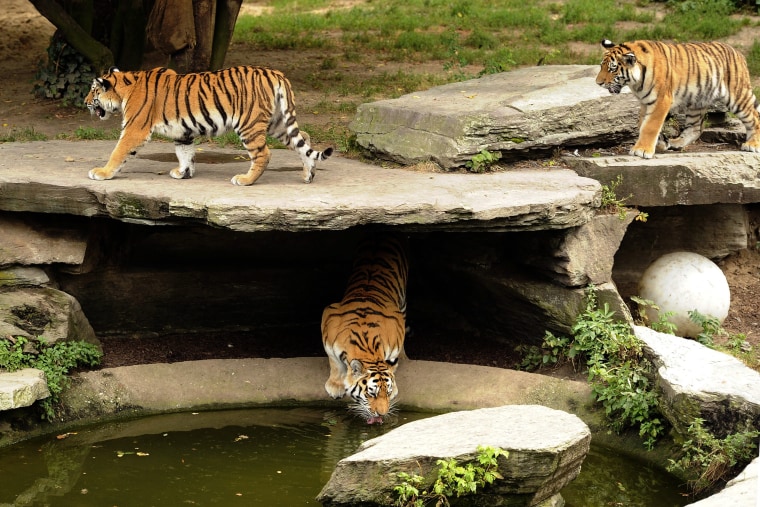 Image: Tiger kills keeper at zoo in Cologne