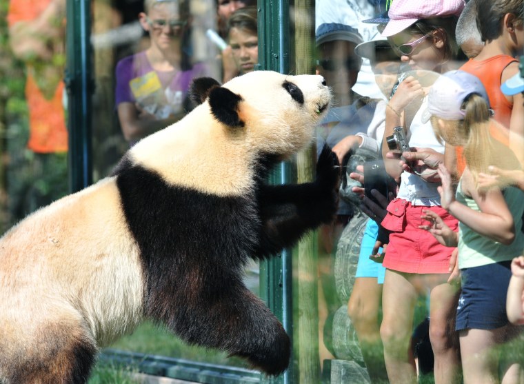 Image: FRANCE-CHINA-ANIMALS-PANDAS-ZOO