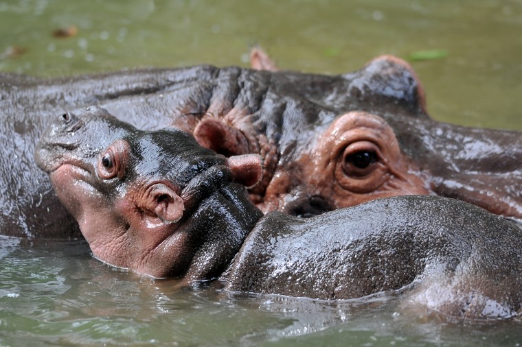 Image: TOPSHOTS-MALAYSIA-ANIMAL-HIPPOPOTAMUS