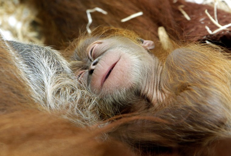 Image: Orangutan baby at Gelsenkirchen zoo