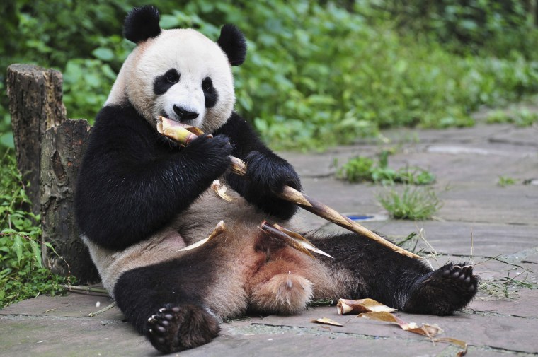 Image: Panda Hu Bao eats bamboo at Bifengxia giant panda Base in Ya'an