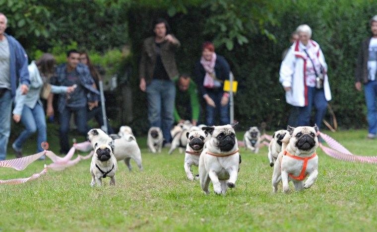 Image: Pug and Bulldog Race
