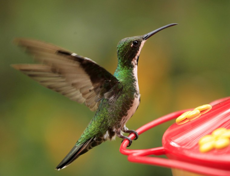 Image: An Antracothorax hummingbird flaps its wings in a garden in San Francisco, near Bogota