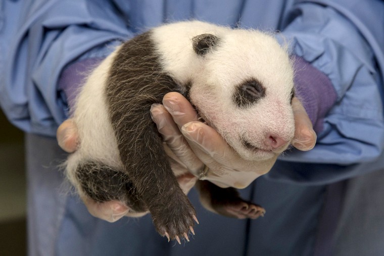 Image: Handout of a Panda cub, born July 29, 2012 is held up by staff after a routine veterinarian exam in San Deigo