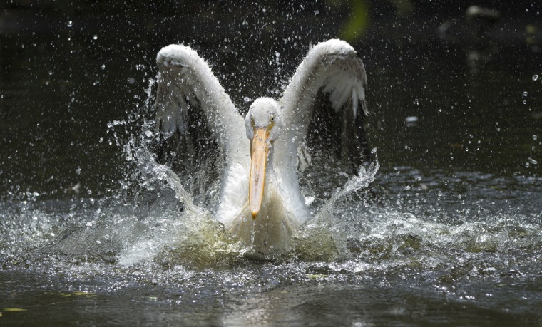 Image: White pelican