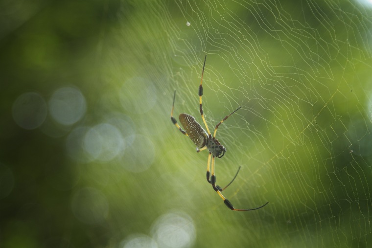 Image: Spider