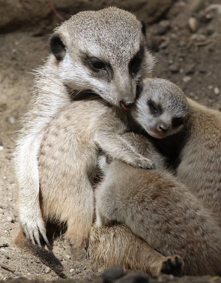 Image: A meerkat is pictured with its cubs in their enclosure at Schoenbrunn zoo in Vienna