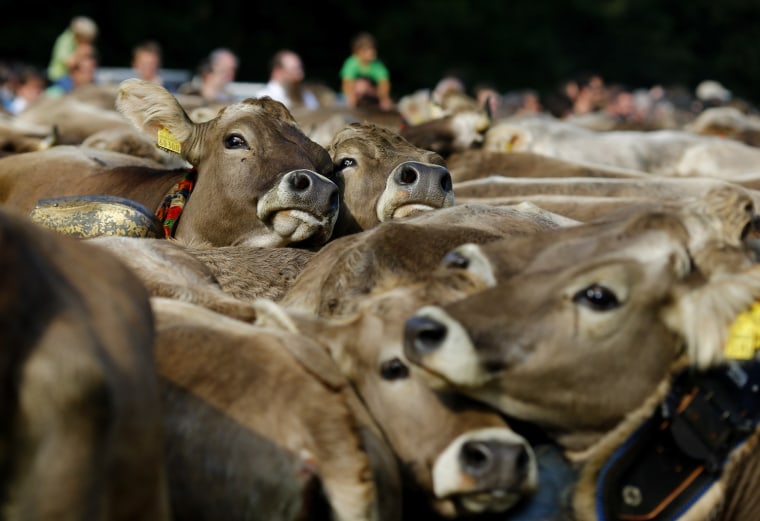 Image: Cows held in a cattle pen during the traditional \"Almabtrieb\" in Bad Hindelang