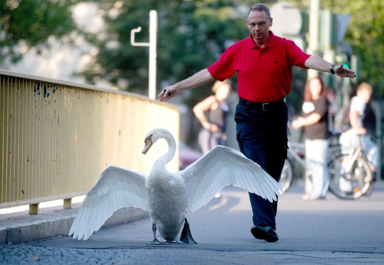 Image: Swan rescued at Landwehr Canal in Berlin