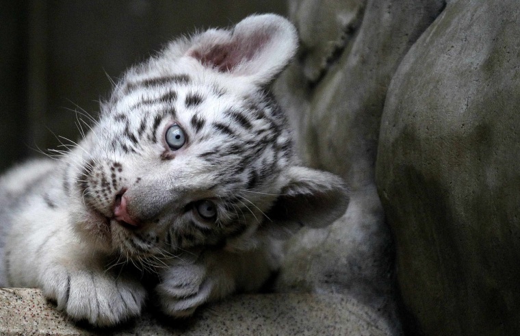 Image: An Indian white tiger cub rests at the zoo of Liberec