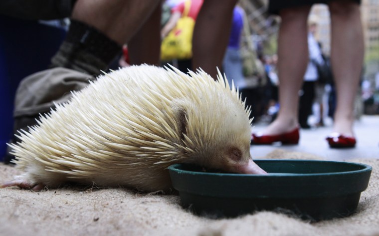Image: An echidna eats its food during a National Threatened Species Day event, held in central Sydney