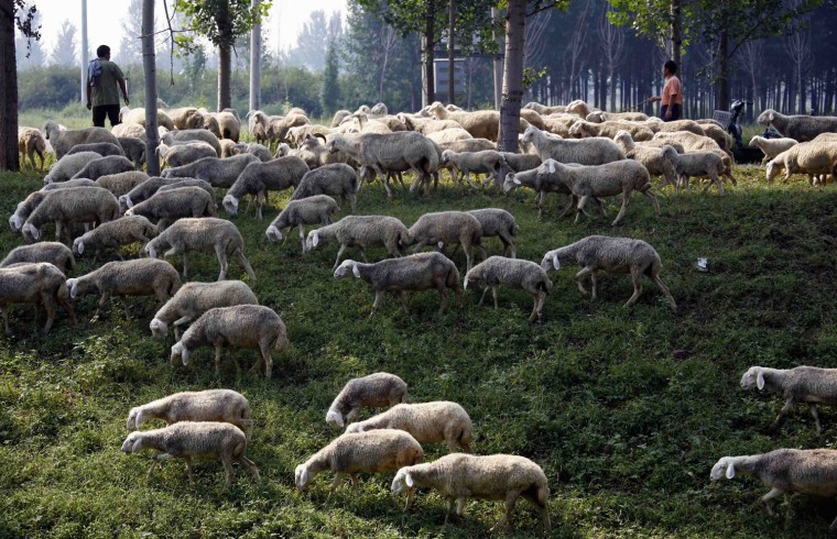 Image: Farmers walk with their flock of sheep along the side of a road on the outskirts of Beijing
