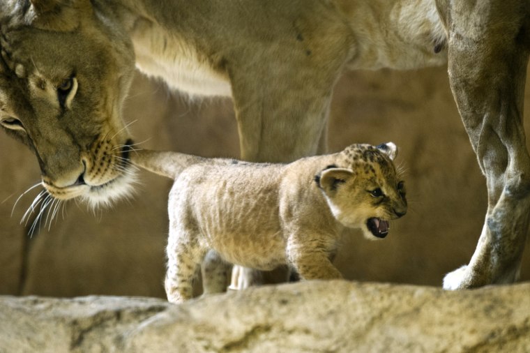 Image: GERMANY-ANIMALS-ZOO-LION