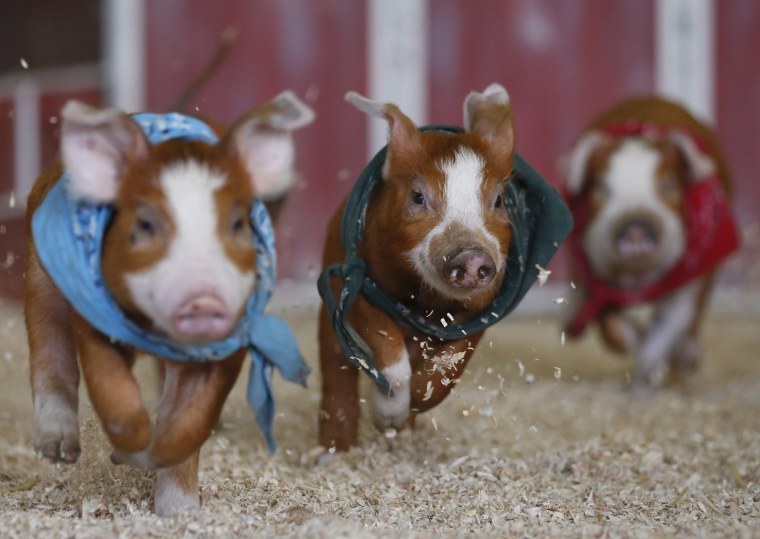 Image: Pigs race at the Los Angeles County Fair in Pomona
