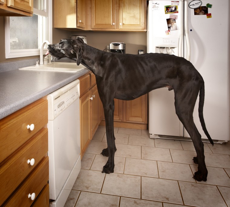 Zeus - Tallest Dog
Guinness World Records 2011
Credit: Kevin Scott Ramos/Guinness World Records
Location: Otsego, Michigan, USA