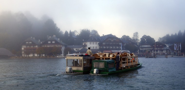 Image: Bavarian farmers transport their cows on a boat over the picturesque Lake Koenigssee at dusk