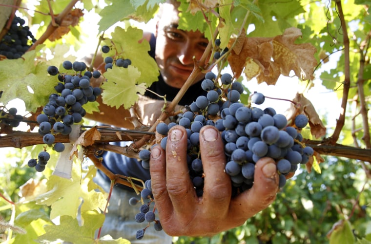 Image: Romanian harvests grapes at Basilescu vineyard in Urlati