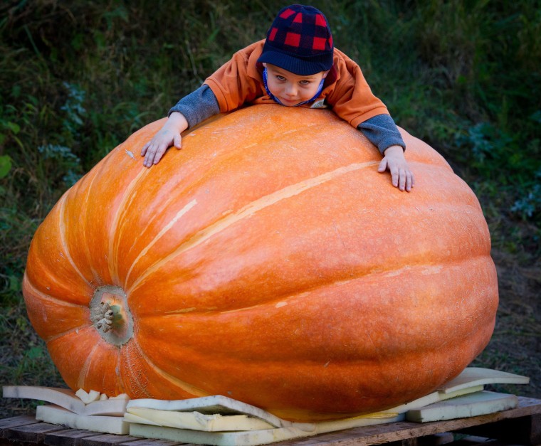 Image: Pumpkin weighting in Brandenburg