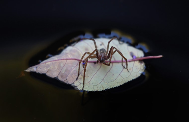 Image: Spider on autumn leaf